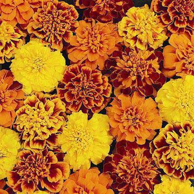 Planeta kwiatów. Marigold: sadzenie i pielęgnacja 