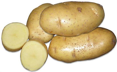 odmiany ziemniaka opis gatunku