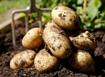 Charakterystyka ziemniaków z szalikiem